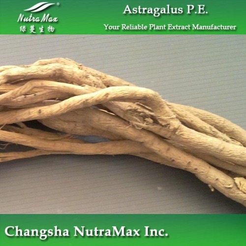 Large Output Astragalus Root Extract (98%)