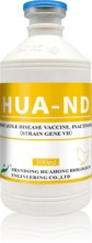 Newcastle Disease Vaccine, Inactivated (Strain Gene VII)