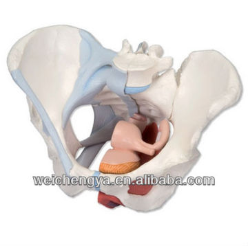 Female Pelvic Muscles and Organs