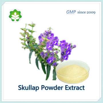Scutellaria Baicalensis Extract Baicalin Powder