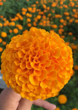 Marigold Seeds for Garden