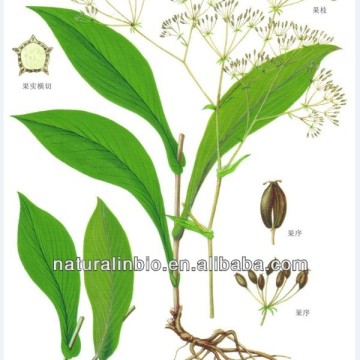 Natural Bupleurum Extract Powder