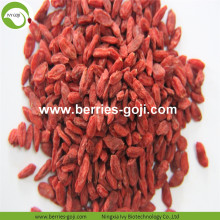 Bekalan Kilang Buah-buahan Kering Gula-Gula Buahan Goji Berry