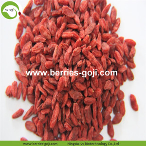 Nhà máy Cung cấp Trái cây Trái cây khô ngọt Goji Berry