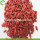 Factory Supply Fruit Zoete droge vruchten Goji Berry