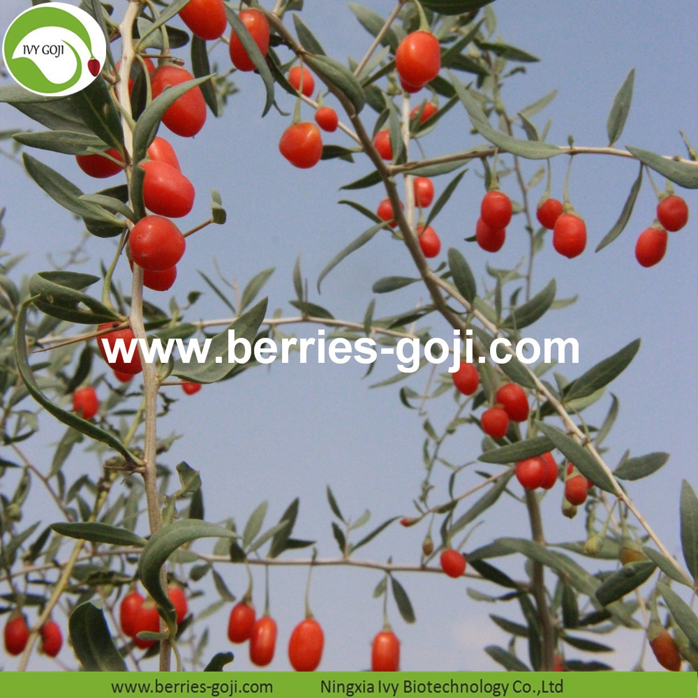 organic goji berry