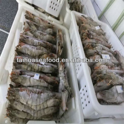 quality frozen shrimp kings seafood