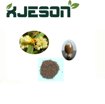 Semen Cuscutae Extract 10:1