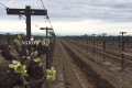 Orchard Expanded Vertical Trellis