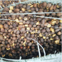 Supply natural inshell coffee bean