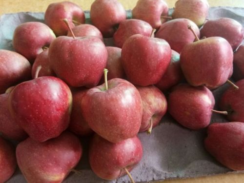 Organic Sweet Juicy Fresh Red Apples For Export