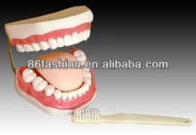 Teeth Model,Study Models