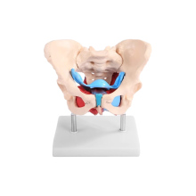 Female Pelvic Anatomy Model: Exploring Muscles and Organs