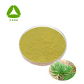 Biflavonoid -Selaginella -Extrakt -Amentoflavon 20% Pulver