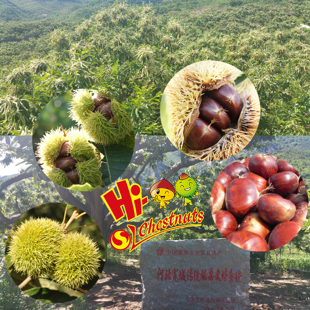 Organic Roasted Chestnuts Healthy and HALAL Snacks