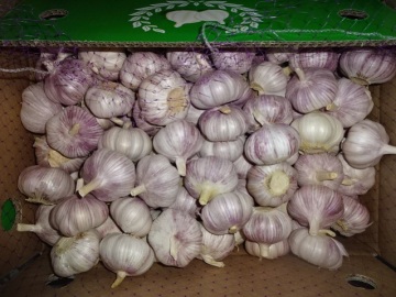 Normal White Garlic From Jinxiang For Export