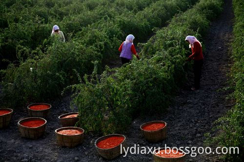 New Crop Dried Goji Berries