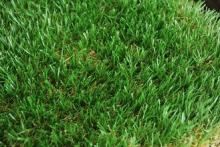 Drought Tolerant 2 Colors13125 Tuft Density Artificial Turf