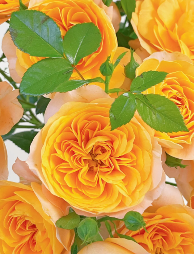 কমলা টেরেস রোজ Orange Terrace Rose