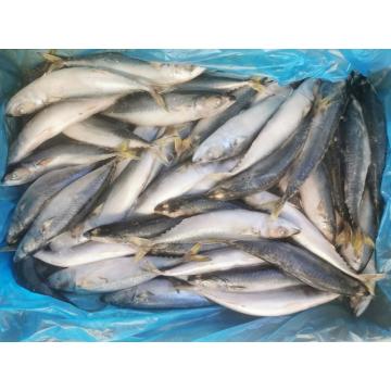 IQF BQF Pacific Mackerel 200-300G 300-500G Scomber Japonicus