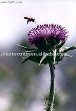 Milk thistle extract herb extract