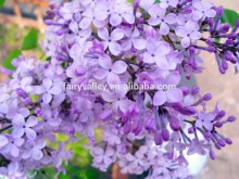 2014 high quality lilac tree seeds for growing