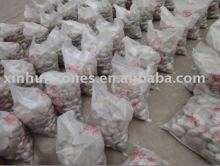 white color polished pebble