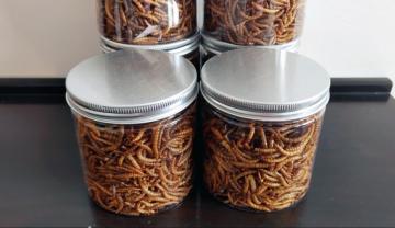 Feed insects of yellow mealworm