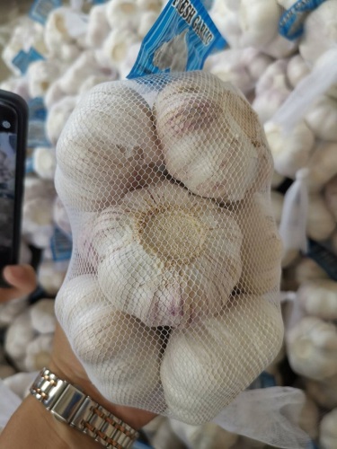 Bawang putih segar baru sedang mengepak sekarang