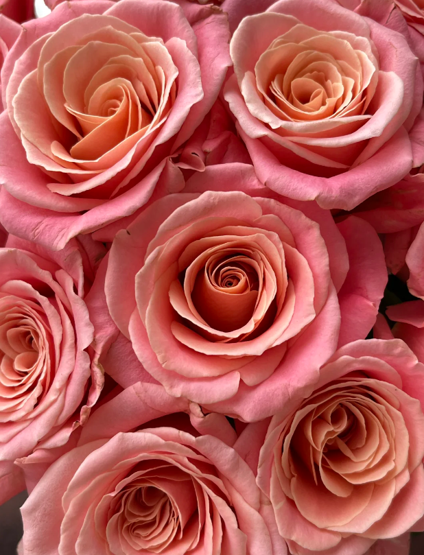 মিস পিগি রোজ Miss Piggy Rose