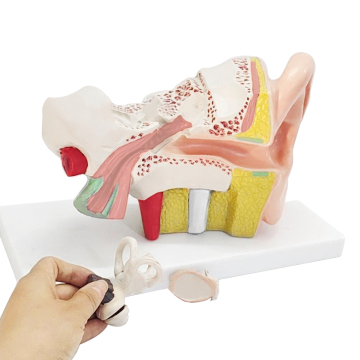External, Middle, and Inner Ear Anatomical Model