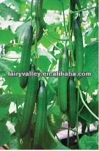 Hybrid F1 Parthenocarpy Cucumber Seeds For Greenhouse Planting