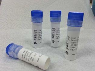 Anti - Opiates Hybridoma Monoclonal Anti body Mouse Antibod