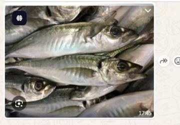 Frozen horse mackerel wr