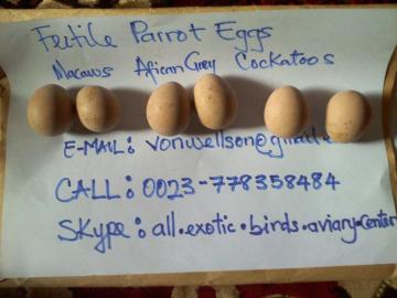 Parrot eggs + incubators