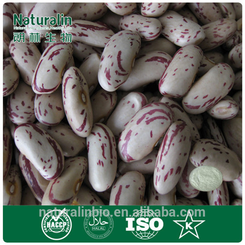 100% Natural White Kidney Bean P.E. Powder GMP certified White Kidney Bean Extract factory