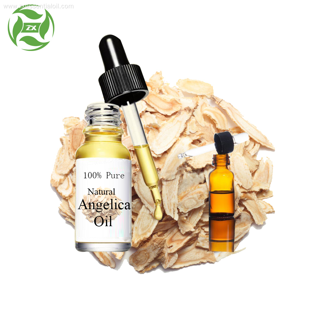 wholesale Fresh cold pressed angelica essential oil