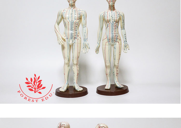 48cm Female And 50cm Male Acupuncture Human Body Models - Medical ...