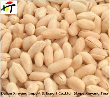 raw blanched peanut/cheap blanched peanuts/organic blanched peanuts