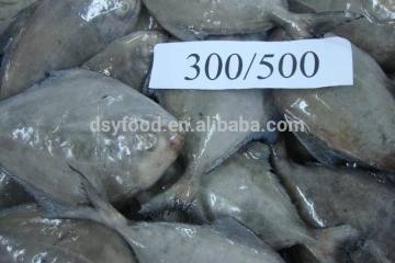 Frozen black Pomfret Fish