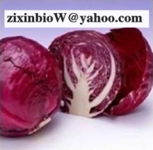 Red Cabbage