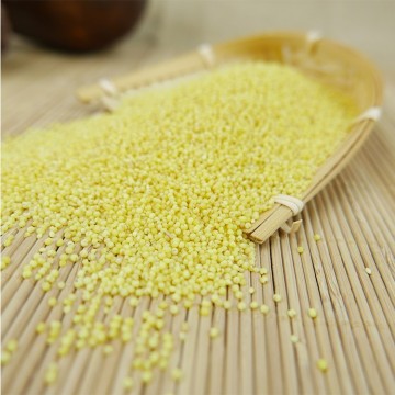 Chinese Hulled Yellow Millet New Crop