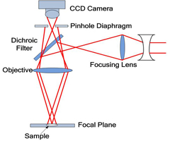 Confocal Laser Scanning Microscopy