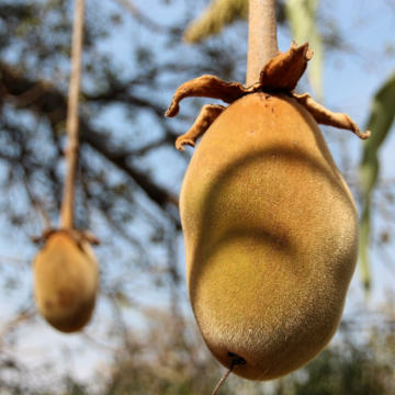 Czysty naturalny olej z baobabu