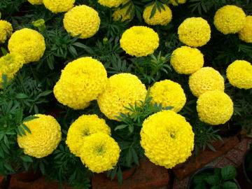 Pot Marigold Seeds Tagetes seeds For Selling