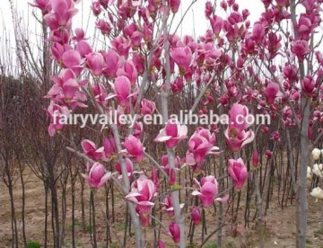 High Quality Purple Magnolia Seeds Mulan Tree Seeds For Sowing