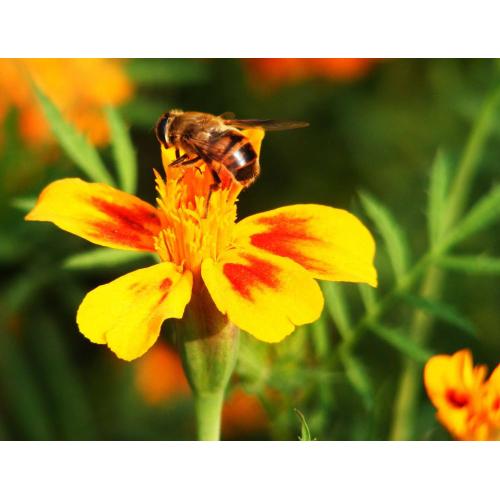 venta caliente alimentos uso miel de abeja