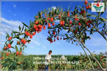 Free Sample Medicinal Herbs  Goji Berries