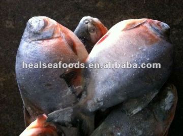 New Species Red Pomfret