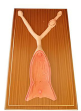 Anatomical model of dog uterus